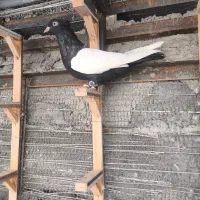 سینه سیاه جفت کت نر و ماده نسل دار|پرنده|ایثار, |دیوار