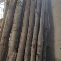 خریدچوب وفروش چوب  قید مبلی و تخته سپیدار