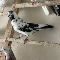 کبوتر زغالی کاکلی