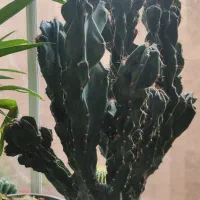 گل های زیبا|گل و گیاه طبیعی|تبریز, |دیوار