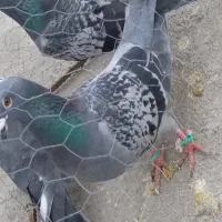 کفتر پیلکی نر