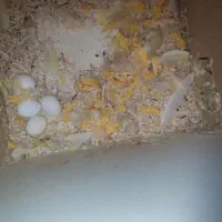 طوطی برزیلی با تخم|پرنده|هندیجان, |دیوار
