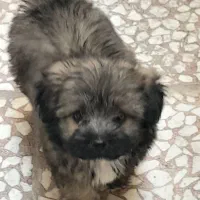 سگ پامر خرسی