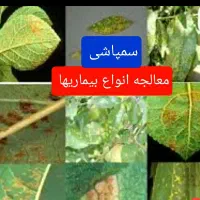 باغبانی، هرس،سمپاشی،کودهی،گلکاری و درختکاری|خدمات باغبانی و درختکاری|مشهد, شهید فرامرز عباسی|دیوار