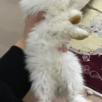 خرگوش مینی لوپ ترکیش