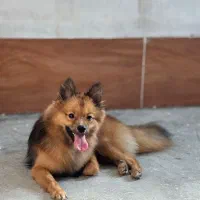 سگ پامر خونه گی