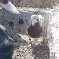 نر ماده کبوتر تهران|پرنده|زابل, |دیوار