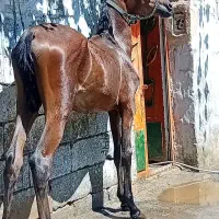 کره ۹ ماهه تضمینی