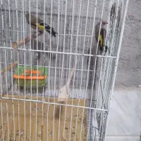 سره نر|پرنده|شیروان (خراسان), |دیوار