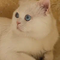 واگذاری گربه
