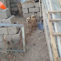 معاوضه با کبوتر سگ پاکوتاه