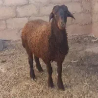 بره نر همو