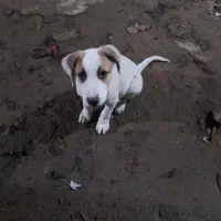 واگذاری سگ|سگ|گوراب زرمیخ, |دیوار