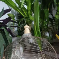 پرنده سهره کبوتر قناری