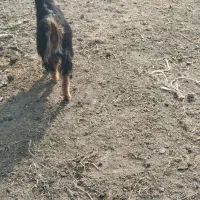 بزغاله ماده|حیوانات مزرعه|سلماس, |دیوار