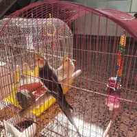 جفت عروس هلندی مست ودستی|پرنده|کارون, |دیوار