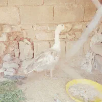 غاز