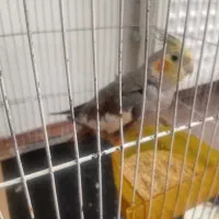 عروس هلندی نر