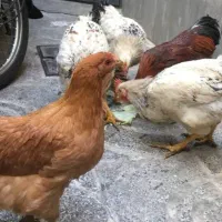 مرغ وخروس رسمی (محلی)