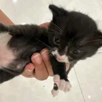 واگذاری گربه