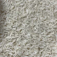 برنج شیرودی