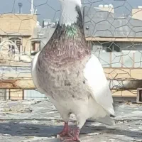 طوق شازده۸۰۰مفت