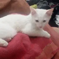 گربه نژاد آنگورا ترکیش چشم دو رنگ