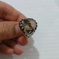 فروش انگشتر شجر طبیعی
