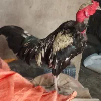 دوعدد خروس بفروش|حیوانات مزرعه|تخت, |دیوار