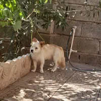 سگ پامر باهوش و بازیگوش