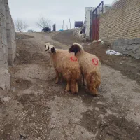 گوسفند میش آبستن سنجابی