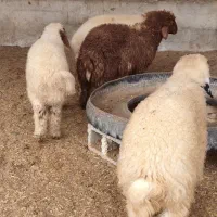 4 عدد بره نر همشون نر ، چاق و پرگوشت