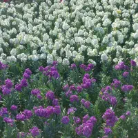 اجرای فضای سبز. سم پاشی . علف زنی