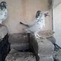 ماده پرشی کله دم قهوه ای