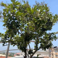 درخچه یاس هلندی