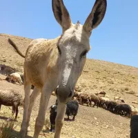 خر گله با کره