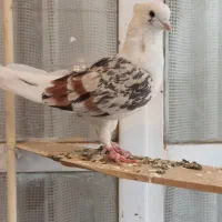 ۸تا کبوتر|پرنده|خرمآباد, |دیوار