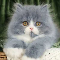 بچه گربه پرشین