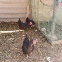مرغ تخم گذار|حیوانات مزرعه|اصفهان, بهارستان|دیوار