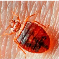 سمپاشی ساس سم پاشی سوسک تضمینی فاکتور تهران و حومه