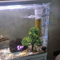 اکواریوم ماهی|ماهی|بندر انزلی, انصار الحسین|دیوار