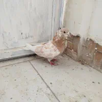 تهرانی زوردار|پرنده|سرپل ذهاب, |دیوار