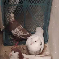 کفتر میزان|پرنده|قزوین, |دیوار