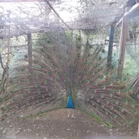 طاووس