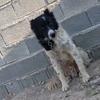 سگ قدرجونی- قهدریجانی قلاده ای نگهبان بشرط