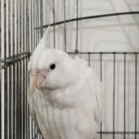 عروس هلندی آلبینو خاص