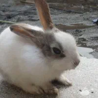 خرگوش دو عدد|موش و خرگوش|رشت, شهریاران|دیوار