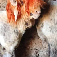 قوچ روزگاری