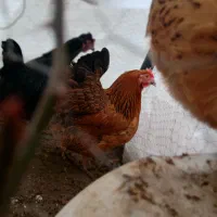 سه تا مرغ تخمگذار