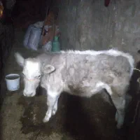 گاودوماه آبستن  باگوساله نر ۶ماهه|حیوانات مزرعه|شباب, |دیوار